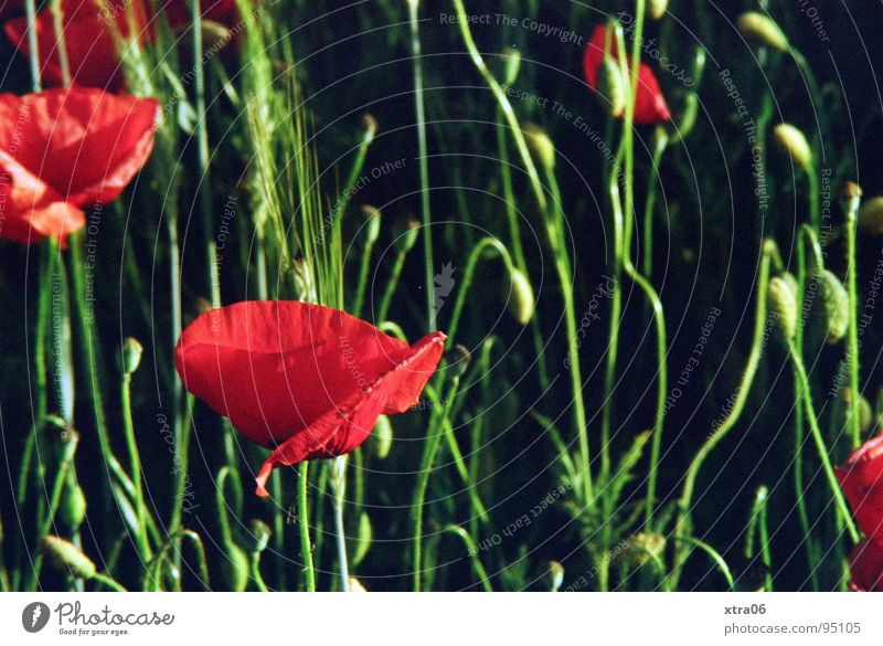 finally 40 :) Poppy Flower Red Green Meadow Summer Blossom Poppy blossom