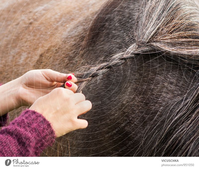 mane braiding Lifestyle Leisure and hobbies Summer Human being Woman Adults Hand Nature Animal Horse Idyll Mane Bond Braids Hair and hairstyles Brown Ride