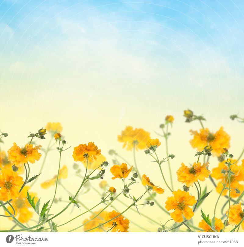Flower background with yellow flowers in the blue sky Design Summer Nature Plant Sky Spring Beautiful weather Garden Park Bouquet Blue Yellow Background picture
