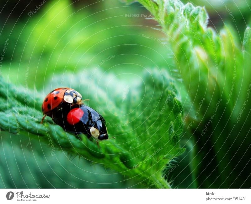 Ladybirds have also sometimes desire Bow Animal Macro (Extreme close-up) Close-up Nature Beetle ladybug