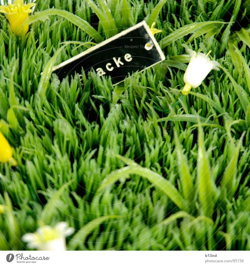 *ack Meadow Grass Flower Blossom Name plate Green Black White Yellow Still Life Spring Lawn Plant Signs and labeling Statue Plastic Placed Kitsch Old