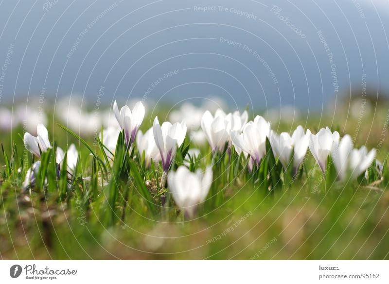 Spring in widescreen Alpine pasture Wake up Mountain meadow Jump Crocus Flower Meadow Blossom Power Force grassland Pasture