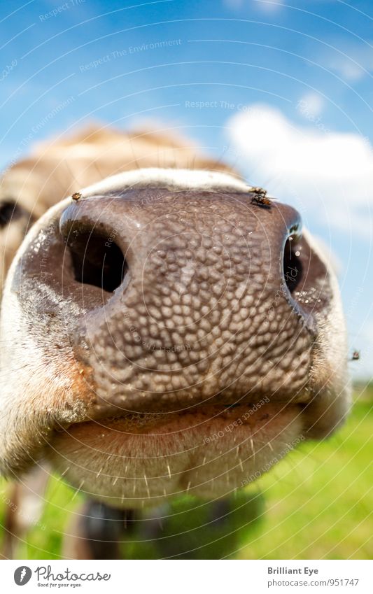Cow stretches out nose Environment Nature Beautiful weather Meadow Animal Farm animal 1 Natural Curiosity Cute Contentment Interest Idyll Sustainability Near