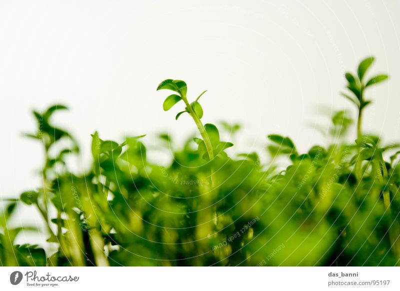 The Experiment - Cress Part 2 Leaf green Macro (Extreme close-up) Bright background