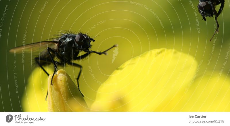 welcoming address Blossom Welcome Yellow Canola Insect Fly Macro (Extreme close-up) Wing
