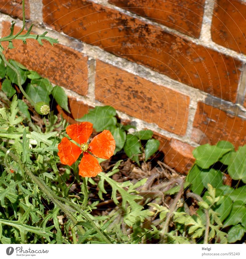 a real wallflower... Poppy Poppy blossom Small Blossom Stalk Green Red Wall (barrier) Brown Seam Gray Roadside Individual Flower Brick Loneliness Summer