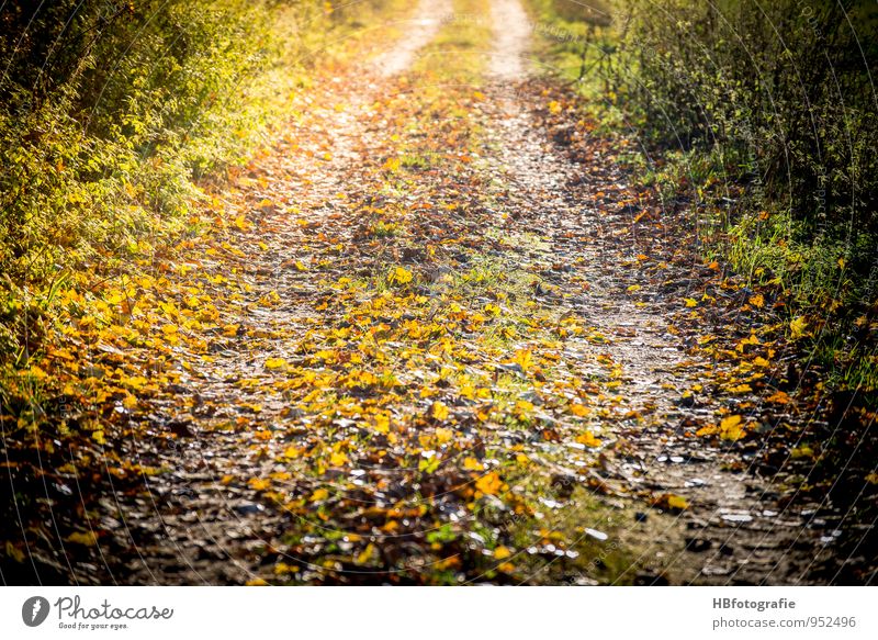 Way to Somewhere Environment Nature Landscape Sun Sunlight Autumn Beautiful weather Foliage plant Forest Movement Walking Yellow Gold Emotions