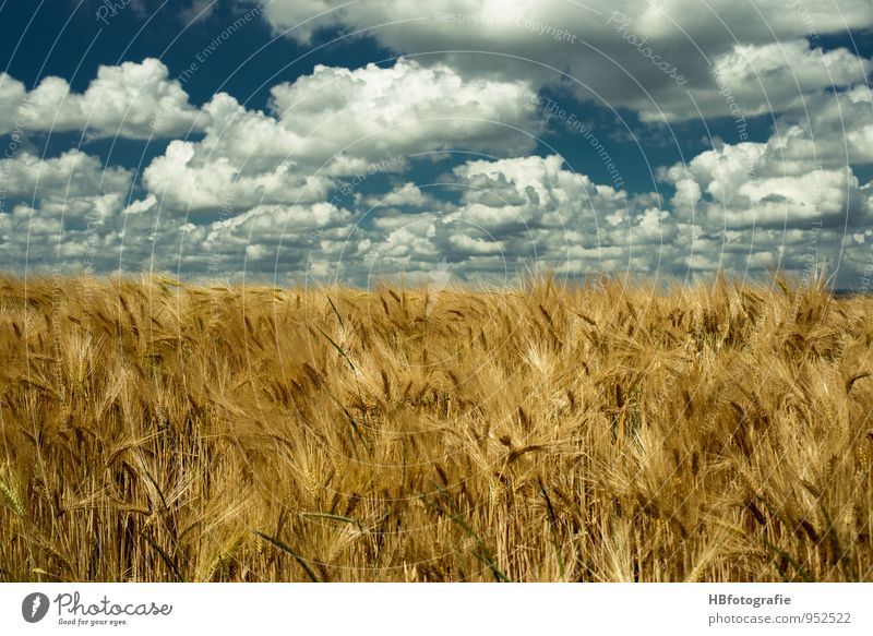 infinity Environment Nature Landscape Plant Sun Sunlight Summer Beautiful weather Warmth Agricultural crop Field Grain field Blue Brown Yellow Gold Moody Energy