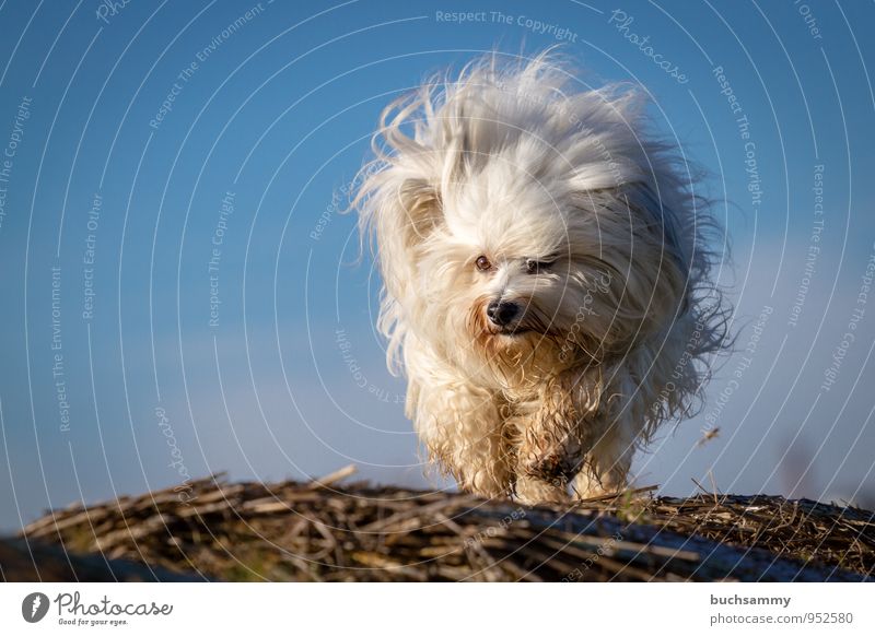 tuft of hair Animal Pelt Long-haired Pet Dog 1 Small Blue Brown White bichon Havanese Purebred dog sunshine Straw Sky Running Colour photo Copy Space left