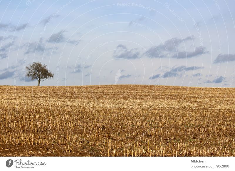 blonde Meditation Trip Freedom Nature Landscape Earth Sky Clouds Autumn Tree Agricultural crop Field Growth Wait Gloomy Blue Yellow Trust Diligent Serene Idyll