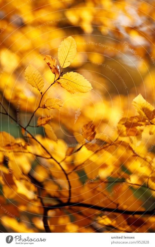 AK# gold leaf Art Esthetic Contentment Autumnal Gold Autumn leaves Autumnal colours Early fall Automn wood Autumnal landscape Leaf Tree Twigs and branches Sun