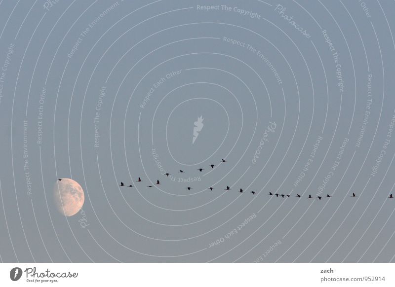 Flying Race to the Moon Sky Sky only Cloudless sky Night sky Full  moon Autumn Beautiful weather Animal Wild animal Bird Wing Crane Migratory bird