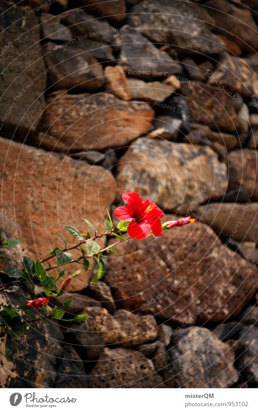 Wallflower. Nature Esthetic Contentment Flower Stone wall Growth Assertiveness Red Hibiscus Hibicus blossom Blossoming Colour photo Subdued colour Exterior shot