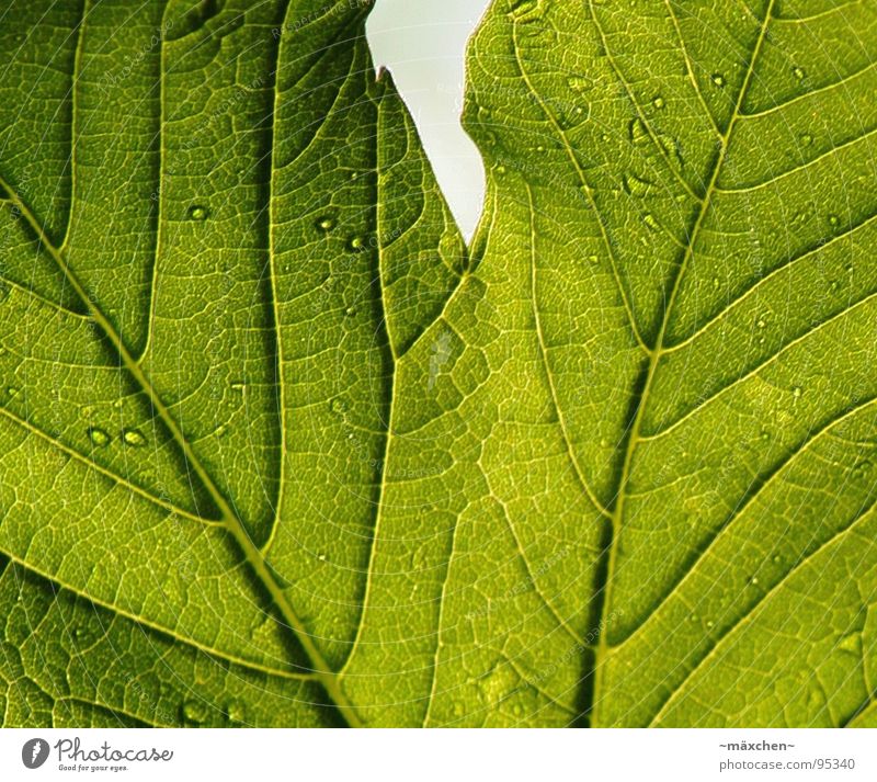 The signs of a sheet II Leaf Green Live Vessel Plant Tree Maturing time Life Drops of water Contrast Transparent Sign Growth