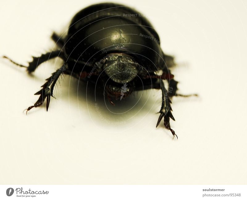 Panzer's face Insect Escape Armor-plated Panic Paper Blur Beetle Walking Legs Macro (Extreme close-up) Close-up Wing Fear Rag