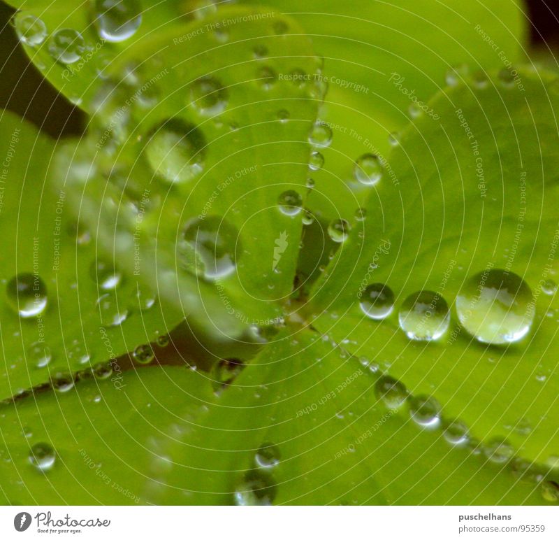 here comes the rain, again Wet Cloverleaf Plant Green Fresh Water Macro (Extreme close-up) Close-up Rain Happy Transparent Nature Magnifying glass