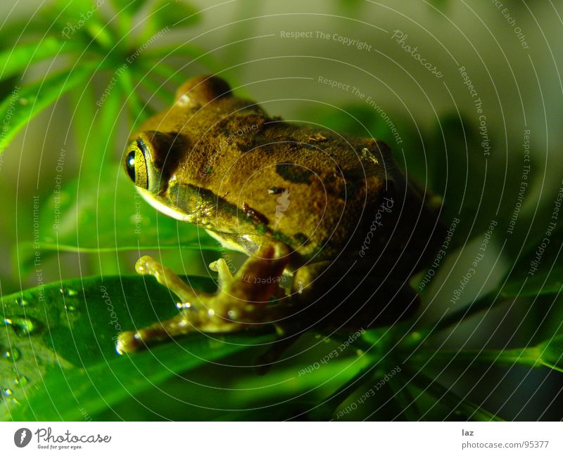 Don't be a frog Green Brown Plant Kissing Hop Jump Colour Pattern Beige South America Frog Painted frog Amphibian Disk Eyes skin respiration Gold ready to jump