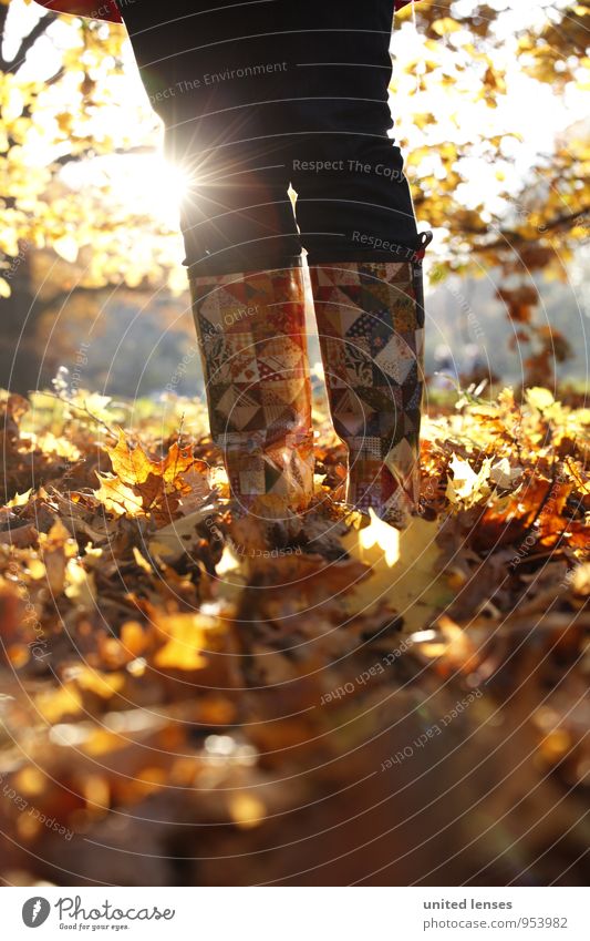 AK# Sunboots Art Environment Nature Landscape Plant Esthetic Contentment Fashion Autumn Autumn leaves Autumnal colours Early fall Autumnal weather Automn wood