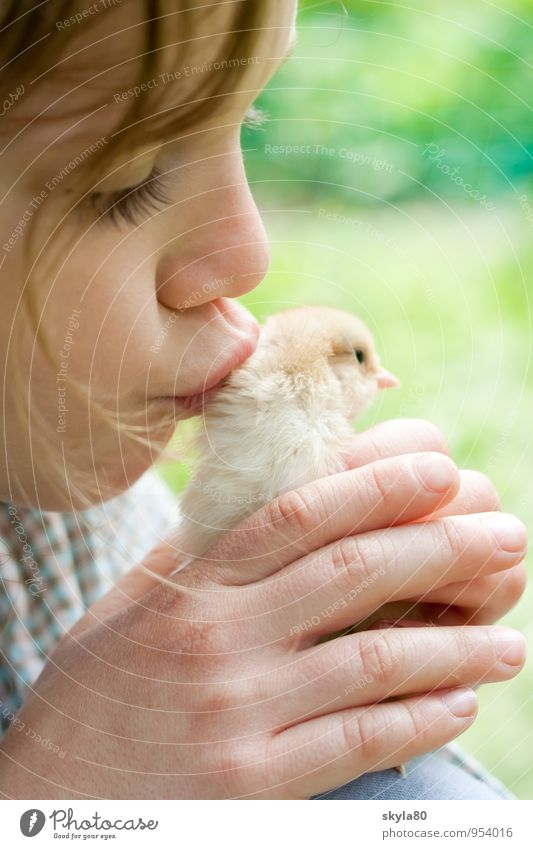 love of animals girl Child Joy Infancy Childhood memory Hair and hairstyles Barn fowl Chick Love of animals To hold on Safety Safety (feeling of) by hand Warmth