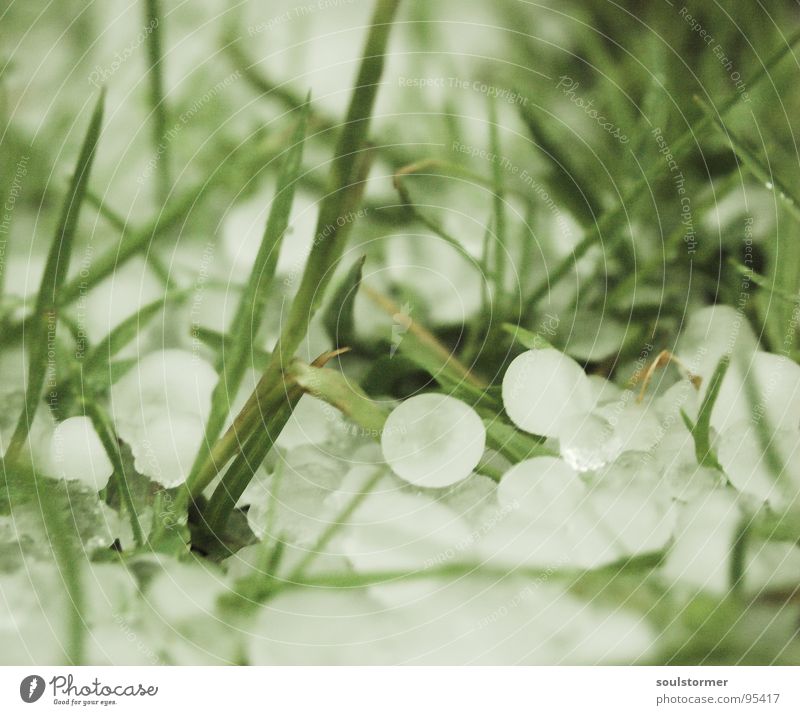 Hail in June Storm Grass Meadow Wet Dark White Green Blade of grass Dangerous Bad weather Grain Thunder and lightning Spring Ice Snow Lawn Nature Weather Rain