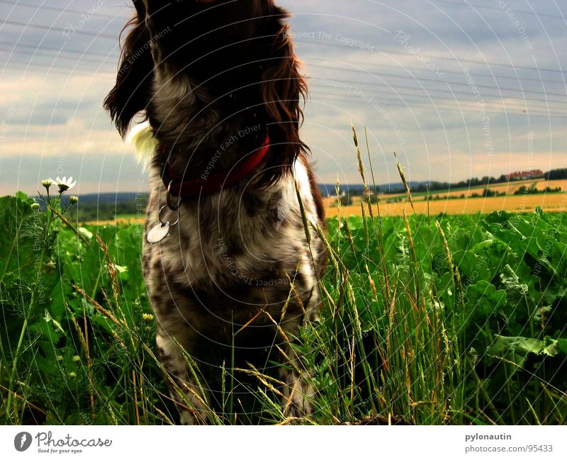 headless dog Dog Green Field Meadow Animal Pet Mammal Blue Münsterland Landscape