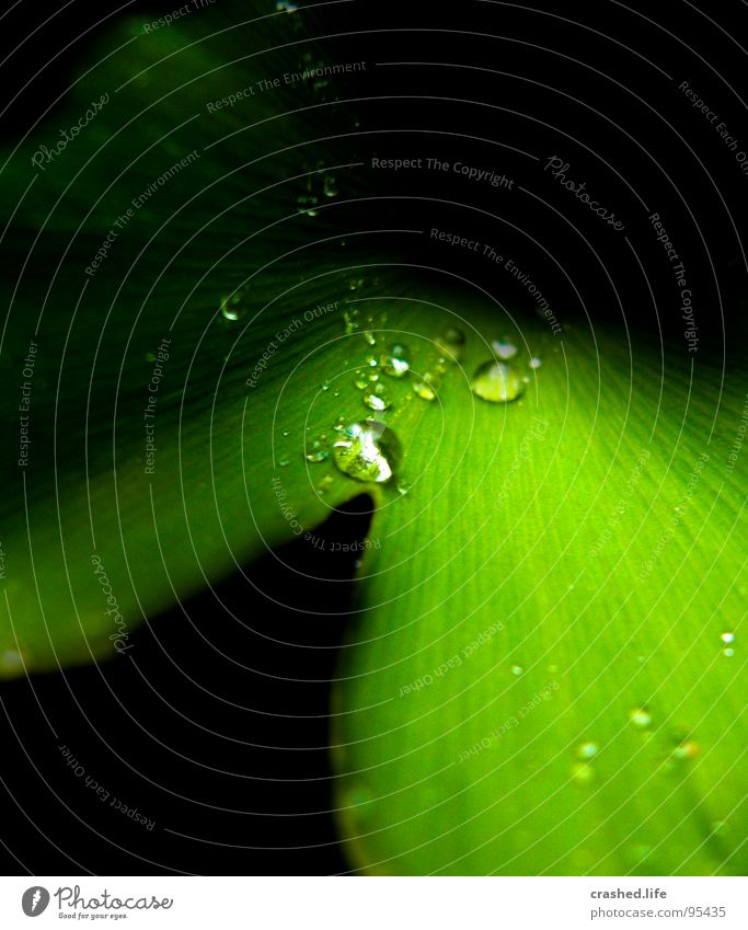 Constrastic Rain Wet Black Green Damp Dark green Striped Clarity Plant Salad leaf Drops of water Exterior shot Macro (Extreme close-up) Near Tunnel Water