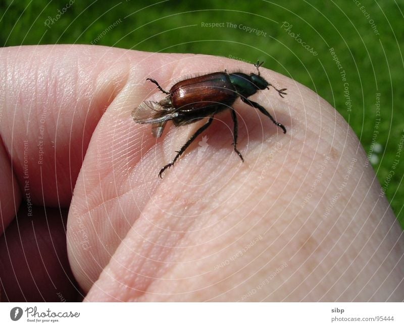 Beetle finger runway Fingers Brown Trust May bug Small Environmental protection Crawl Green Meadow Ecological Lacking Summer Skin Life Flying Nature extinction