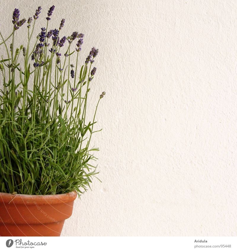 lavender Lavender Violet Flower Pot Perfume White Wall (building) Green Plant Blossom Summer Blue Fragrance Medicinal plant