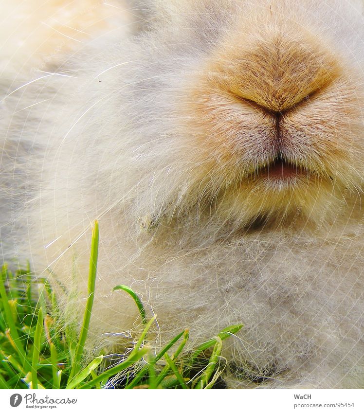 My name is Hase Hare & Rabbit & Bunny Snout Pelt Pet Pygmy rabbit Mammal Munchkin Nose Mouth Lawn Easter Bunny