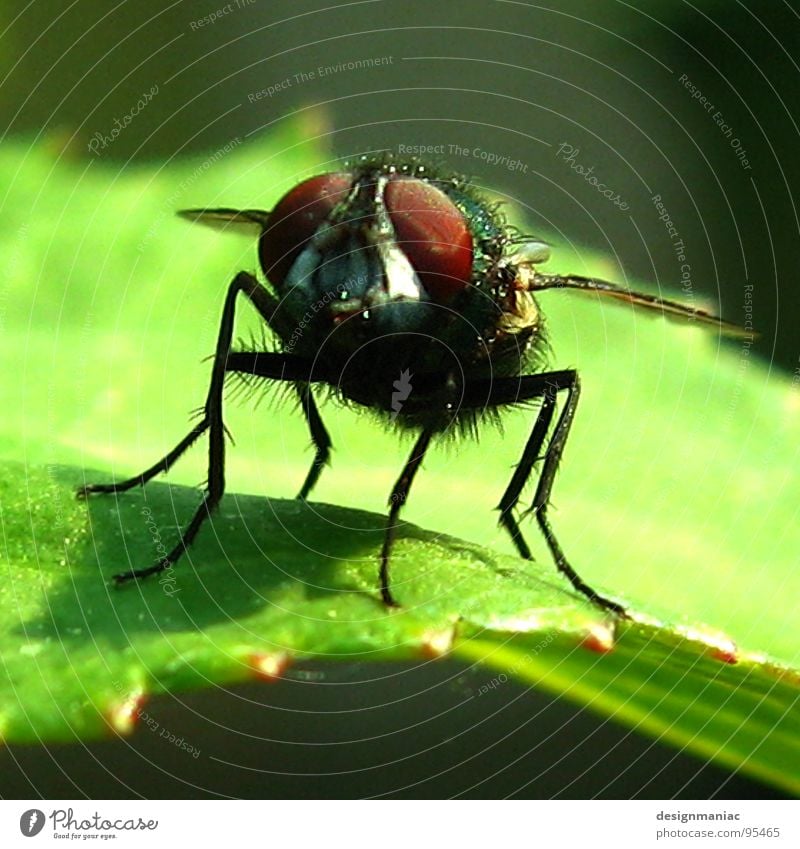 Look me in the eyes, little one! Green Red Brown Leaf Near Animal Fly Black Sunglasses Plant Small Heppenheim Insect Bright green 6 Airport