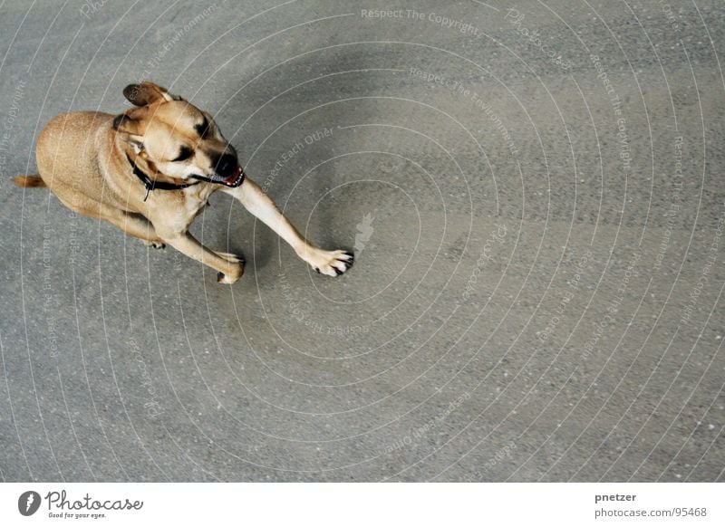 Jonny runs Dog Labrador Crossbreed Asphalt Gray Animal Pet Playing Mammal Joy buff run for fur Ear Street Street dog