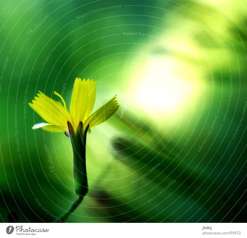 clearing Light Point of light Awareness Washed out Blossom Bushes Flower Growth Glittering Yellow Green Blur Delicate Fragile Plant Meadow Background picture
