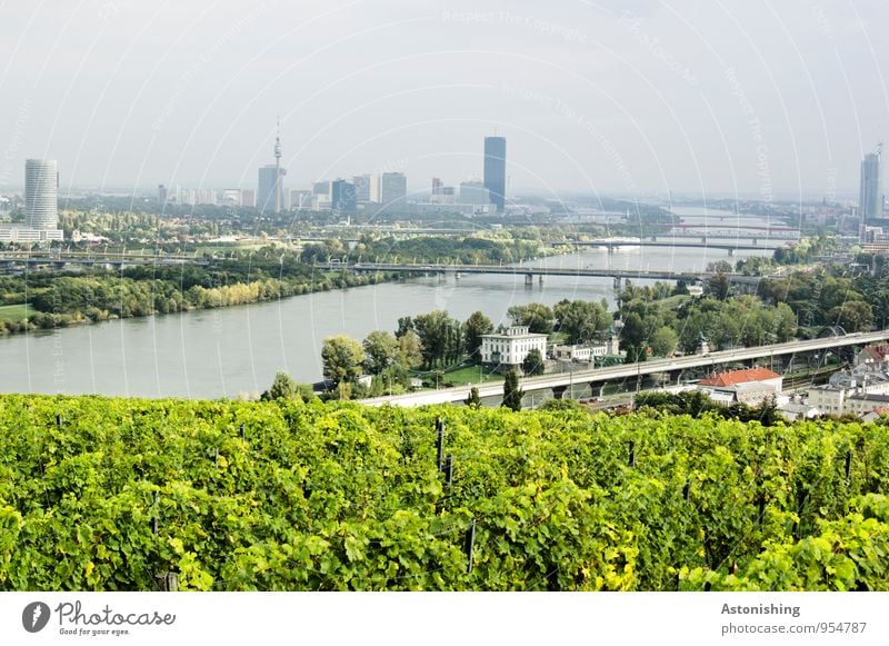 Danube in Vienna Environment Nature Landscape Plant Sky Weather Beautiful weather Tree Bushes Hill River bank Austria Town Capital city