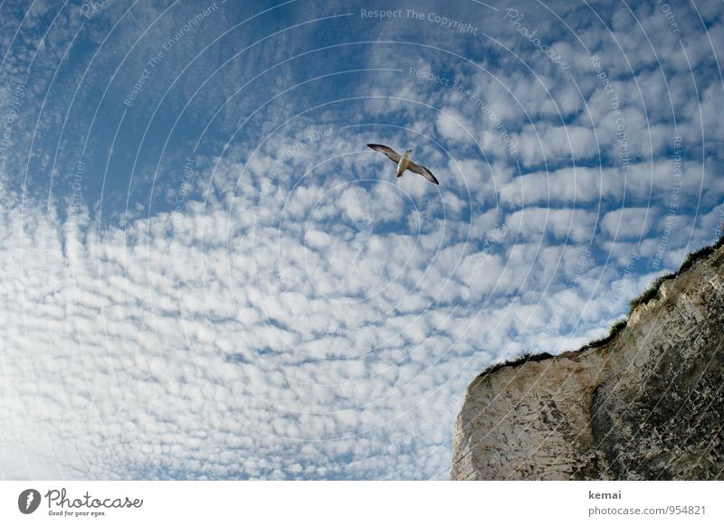 flying by Elegant Summer Kent England Environment Nature Landscape Sky Clouds Sunlight Beautiful weather Grass Rock Coast Cliff Animal Wild animal Bird Seagull