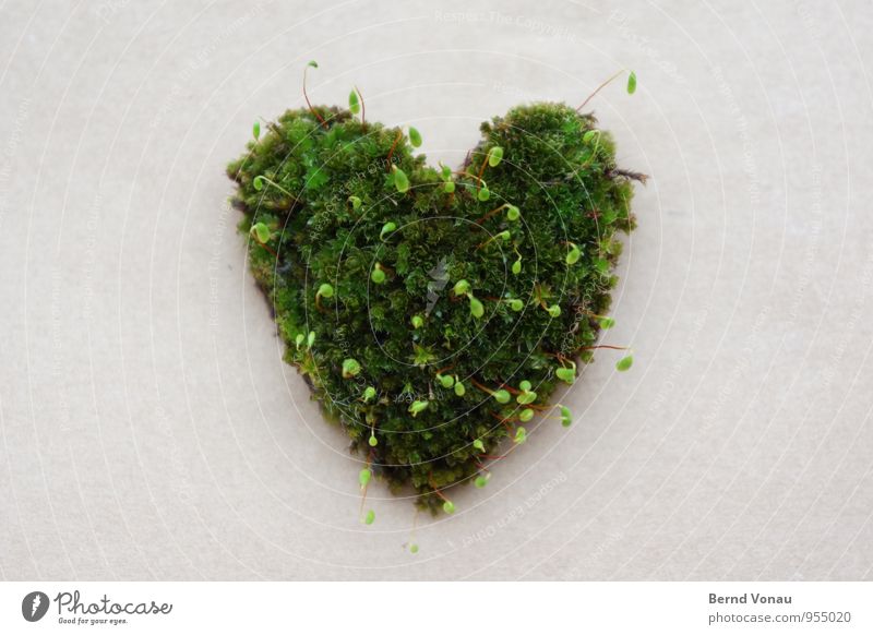 Kind regards ... Beautiful Plant Moss Paper Love Growth Green Spore Shoot Heart-shaped Gray Nature Exceptional Symbols and metaphors Silhouette Colour photo