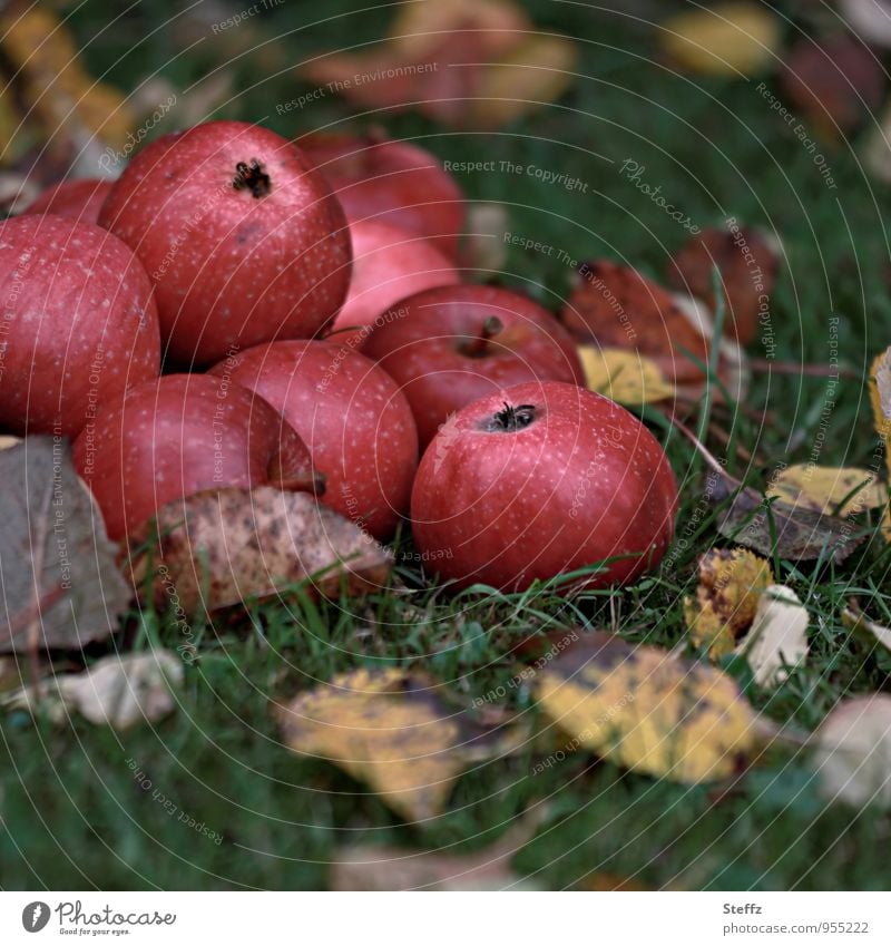 Apple harvest in autumn garden apples red apples Pomacious fruits Fruit garden Nutrition Organic organic Organic produce Supply Winter stock Food Vitamin