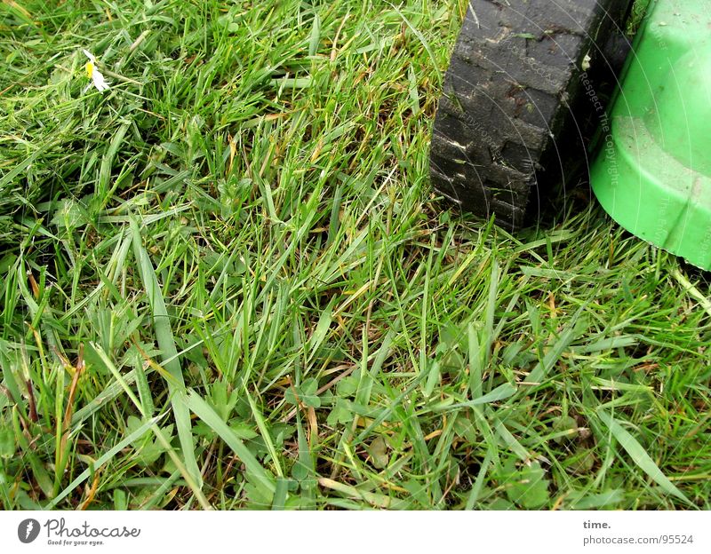 daisy killers Colour photo Subdued colour Exterior shot Day Meadow Green Chaos Lawnmower Daisy Gardening equipment fleeing frogs centrifugal force Mow the lawn