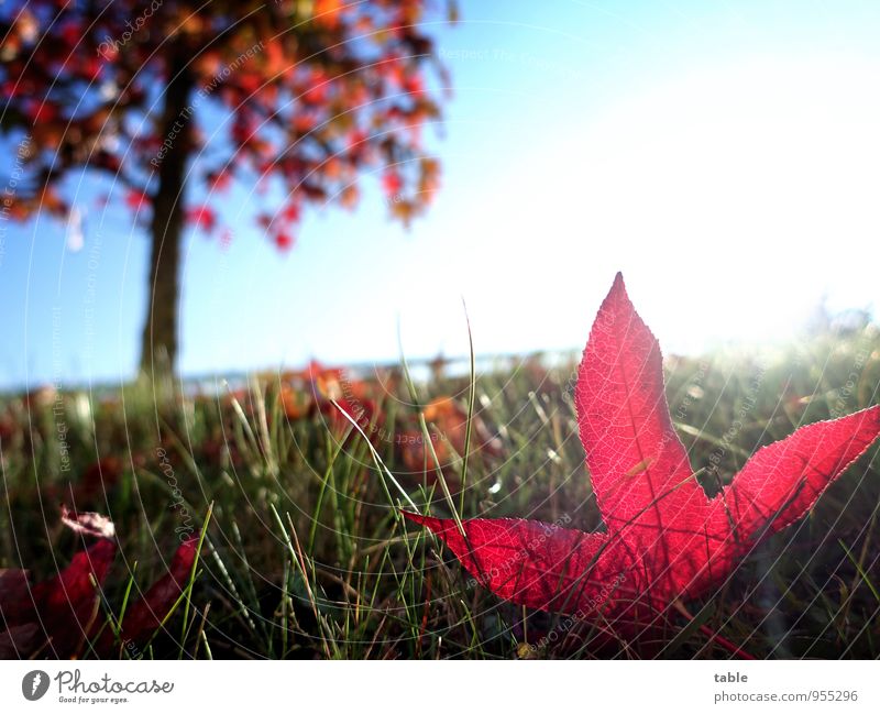 offside . . . Garden Environment Nature Landscape Plant Sky Sunlight Autumn Beautiful weather Tree Grass Leaf Foliage plant Wild plant Exotic Japan maple tree