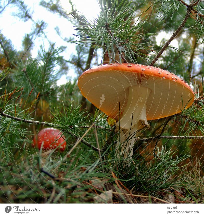 Toadstool from the frog's perspective Nature Mushroom Amanita mushroom Forest Happy Environment Poison Colour photo Exterior shot Close-up Copy Space top