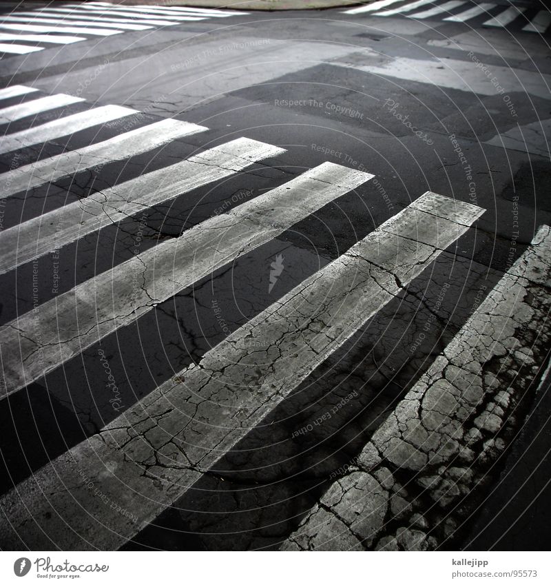 zebra Zebra Zebra crossing Stripe Pedestrian crossing Yield sign Transport Traffic regulation Dangerous Tokyo Asphalt White Szczecin Traffic lane Tar