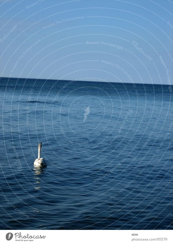 lonely Swan Ocean Horizon Loneliness Reflection Waves Freedom Calm Open Infinity Lake Serene Summer White Elegant Peace Beautiful Beach Coast Water Baltic Sea