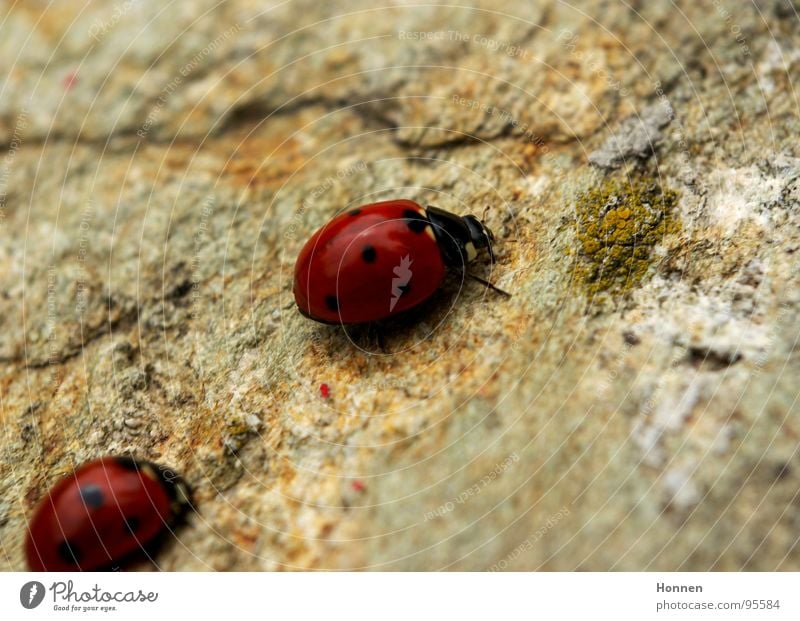 Follow me inconspicuously.... Ladybird Red Black Granite Insect Caravan Seven-spot ladybird Stone Macro (Extreme close-up) Nature In pairs Pair of animals