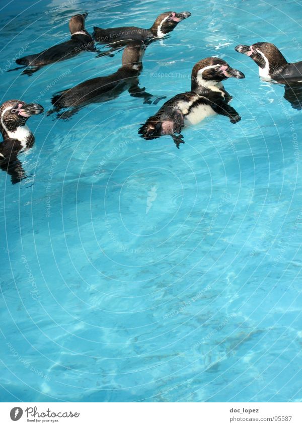 The pack Band together Pack Penguin Network Bird horde Flock clan Family black-white tailcoat straps Water convivial gathering blue and wet Float in the water