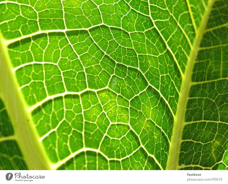green leave Green Leaf Macro (Extreme close-up) Close-up color Energy industry