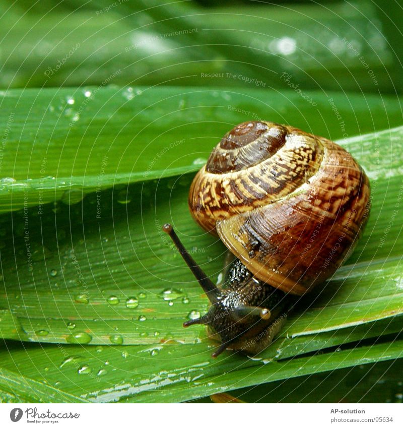 Snail *1 Air-breathing land snail Animal House (Residential Structure) Snail shell Slimy Mucus Feeler Crawl Slowly Speed Spiral Grass Withdraw Fragile Hybrid