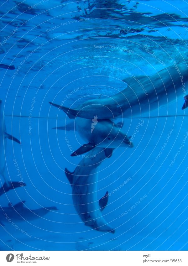 Choreography of depth Dolphin Mammal Ocean Dance Aquarium Lake Joy Water dance script Life Blue Underwater photo sea north korea