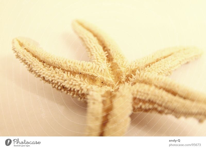 A star fell down Starfish Yellow Beach Ocean Summer 5 Underwater photo Salty Coast Finding Nemo Fish Star (Symbol) Water Sand Death Bright Universe
