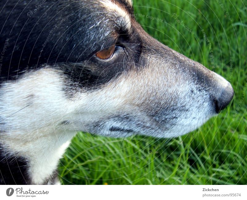 super dog Dog Crossbreed Grass Snout Gray Brown Black Animal Pet Companion Eyes Garden Nature