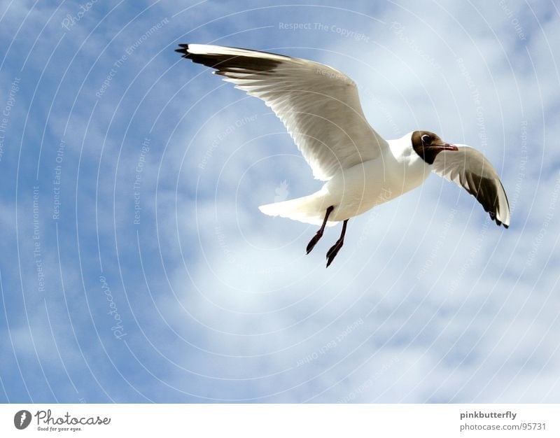 Fly up to the Sky... SECOND Seagull Bird Air Hover Summer Lake Ocean Coast Vacation & Travel White Brown Relaxation Beach Clouds Colour Guide Legs