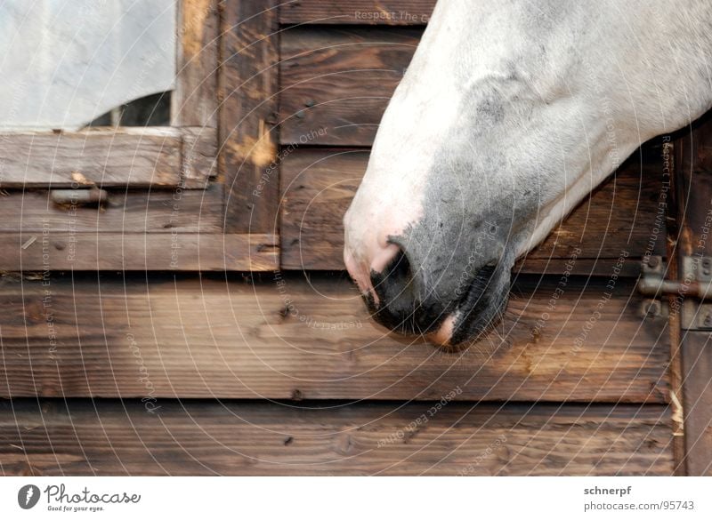 Full snout Snout Horse Wood White Pelt Nostrils Lips Window Riding stable Barn Detail Leisure and hobbies Nose Hut Odor Farm